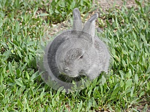Little rabbit on grass