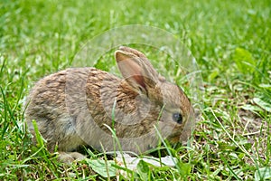 little rabbit on the grass,the rabbit eats grass in the yard