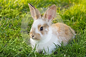 Little rabbit on green grass