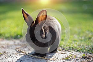 Little rabbit on green grass in summer day