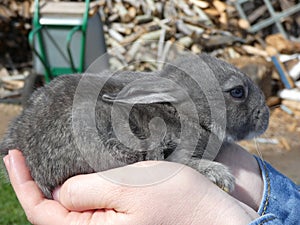Little rabbit on hands