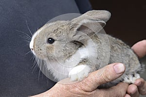 Little rabbit in the hands of a man. Farmer holding rabbit