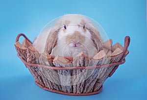 Little rabbit isolated in basket