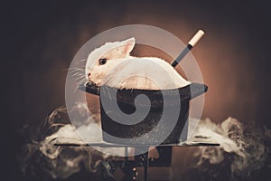 Little rabbit in a magician hat
