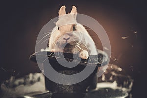 Little rabbit in a magician hat