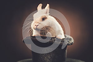 Little rabbit in a magician hat