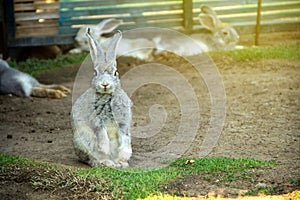 Little rabbit in the rabbit village garden.