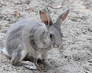 Little rabbit ready to pounce forward photo