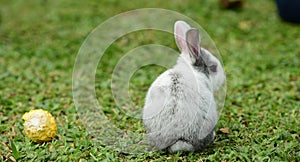 Little rabbit to walk in the lawn.