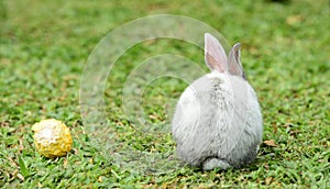 Little rabbit to walk in the lawn.