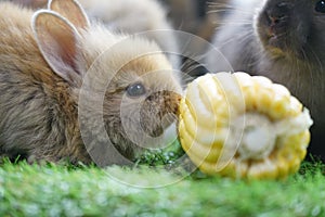 Little rabbit tried to gnaw on a large piece of corn