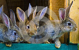 Little rabbits. rabbit in farm cage or hutch. Breeding rabbits c