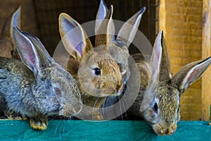 Little rabbits. rabbit in farm cage or hutch. Breeding rabbits c