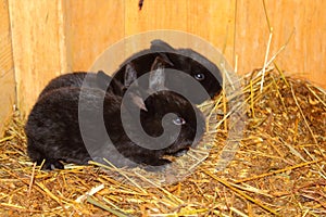 The little rabbits sit in wooden box with hay