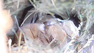 Little rabbits sleep in the nest