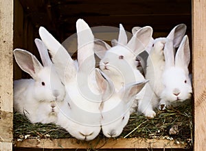 Little rabbits with their mum