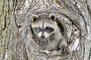 Little Raccoon Peeking our of Hole in Tree