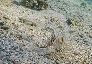 little radia firefish hovering close the seabed  during snorkeling