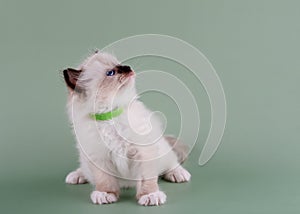 little ragdoll kitten with blue eyes in green colar sitting on a green background. photo