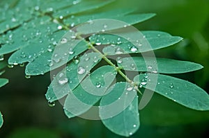 Little rain drops on Green Leaves of touch-me-not or Shameplant-India