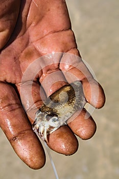 Little Rainbow Cuttlefish on Hand