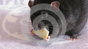 Little rat eats cheese deliciously