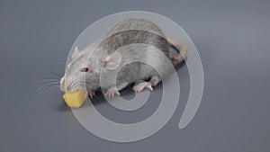 The little rat eats cheese. Rodent on a gray background
