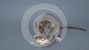 The little rat eats a pumpkin seed. Rodent on a gray background