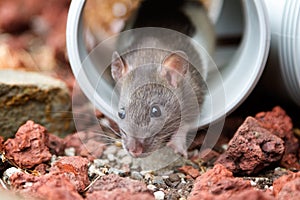 Little rat peeking from pipe