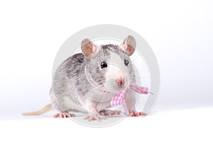 Little rat with a pink bow