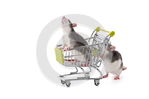 Little rat rolls his kinsman in the purchasing cart. photo