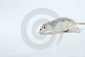 Little Rat on White Background.