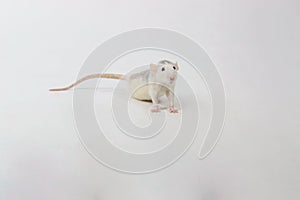 Little Rat on White Background.