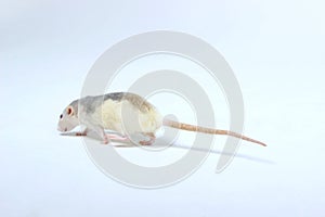 Little Rat on White Background.