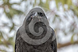 Little Raven in South Australia