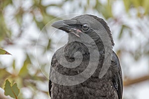 Little Raven in South Australia