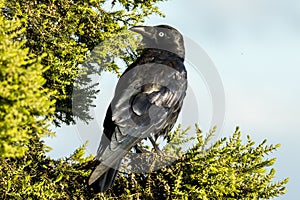 Little Raven in Victoria Australia