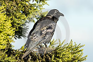 Little Raven in Victoria Australia