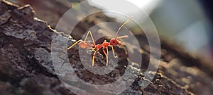 Little Red ant