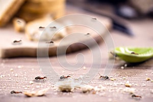 Little red ant eating and carrying leftover breadcrumbs on the kitchen table. Concept of poor hygiene or homemade pest