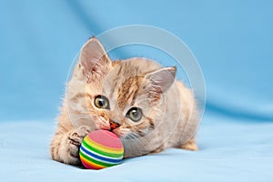 Little red British kitten playing with a colorful ball