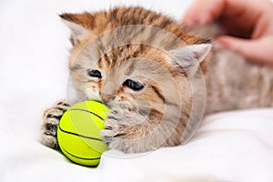 Little red British kitten playing with a yellow ball