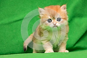 Little red British kitten staring at the camera