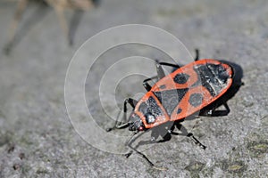 Little red bug in the forest, Pyrrhocoris apterus