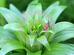 Little red bug Lilioceris lilii on bright green leaf