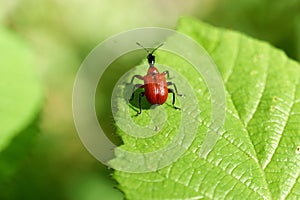 Little Red Bugs In field on a leaf