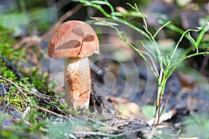 Red-capped scaber stalk