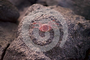 Little Red Crab Sitting On Lava Rock During Sunset