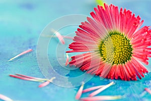 Little red daisy flower