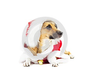 Little red doggy in Santa costume